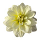 DAVE’S PRIMROSE