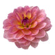 SANDIA ROSE