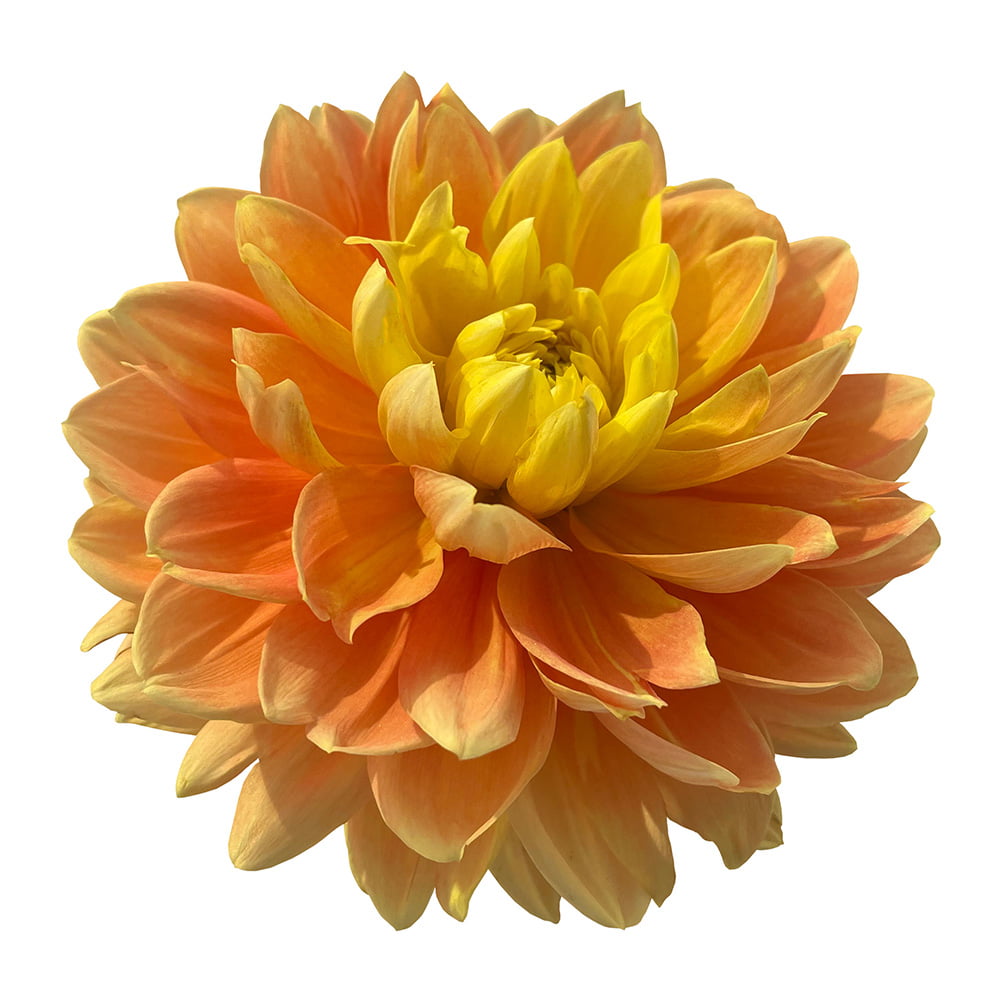 MONET GLORY – Chelan Butte Dahliary