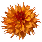 BLOOMQUIST BLAST OFF