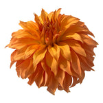 BLOOMQUIST SNICKERDOODLE