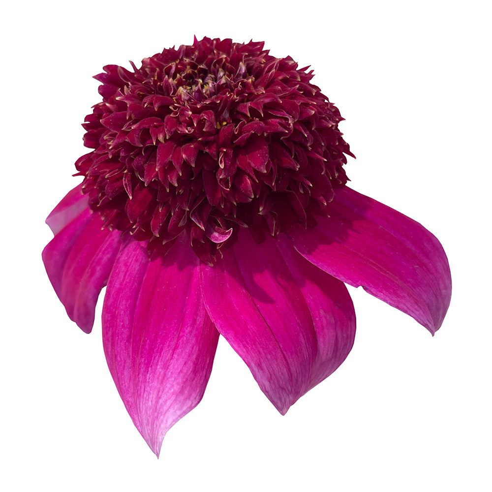 BLOOMQUIST FOLLY – Chelan Butte Dahliary