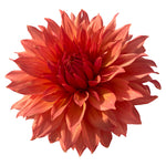 BLOOMQUIST PEACH SORBET