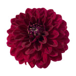 CDP FLORIFEROUS