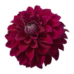 CDP MR. PURPLE