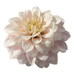 CHRYSTAL CRUISE - Limit 1