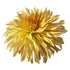 CITRINE BURST