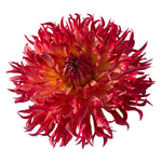 CORIALLO FURIOSO