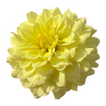 FELIDA RUFFLES