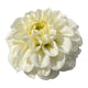 FERNCLIFF KEY LIME