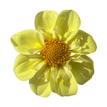 FERNCLIFF LEMON KISS