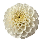FERNCLIFF BRIDE