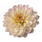 HOLLYHILL LILIBET