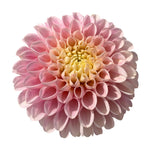 HOLLYHILL POLLYANNA