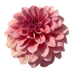 LEE'S MAUVA GUAVA