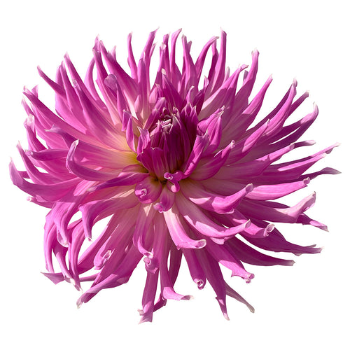 Dahlia Tubers – Page 14 – Chelan Butte Dahliary