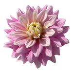 PETAL FASTER