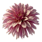 RIVER'S ARTICHOKE