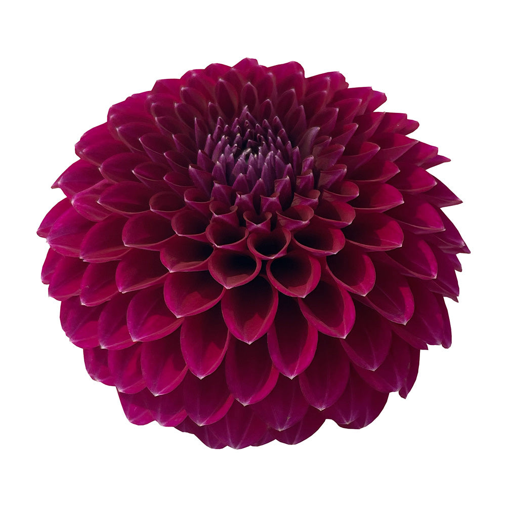 SADDLE ROCK TINY GIANT – Chelan Butte Dahliary