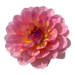 SANDIA ROSE