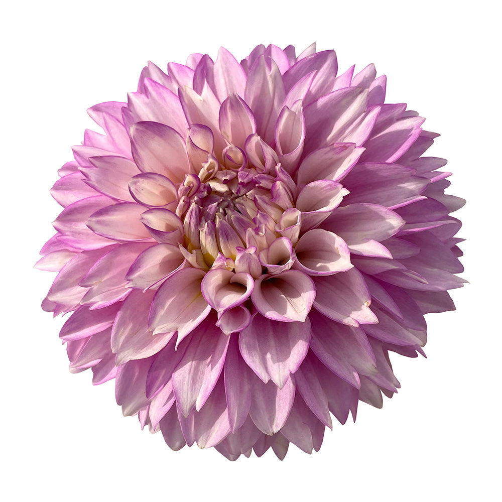 WB'S LAVENDER ICE – Chelan Butte Dahliary