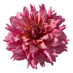 WYN'S DELTA MARGARET