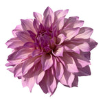 ZB LILAC MIST