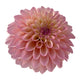 CORALIE