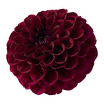 FERNCLIFF BLACK CHERRY