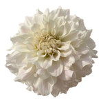 IRISH RUFFLES