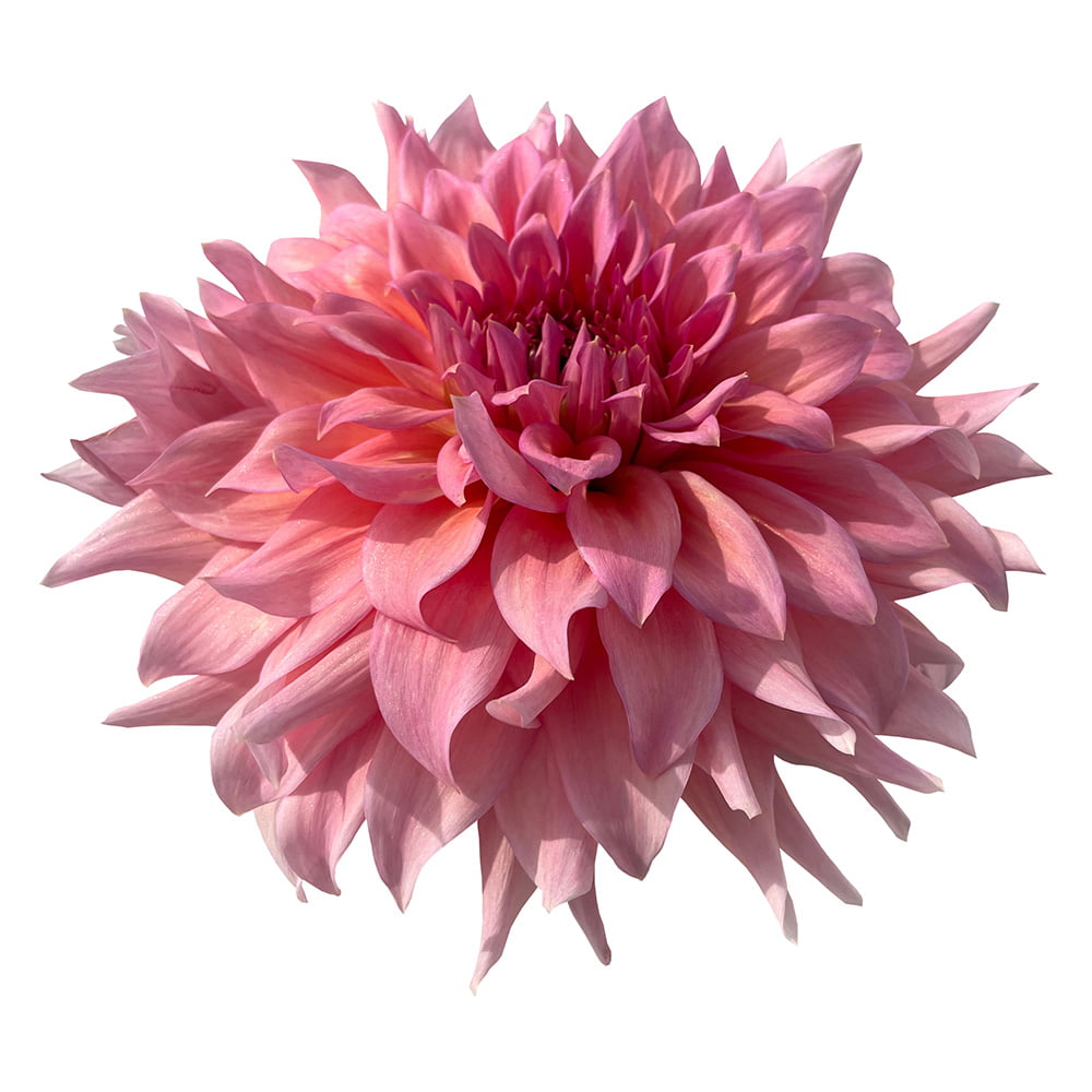 WYN'S PINK PEARL – Chelan Butte Dahliary